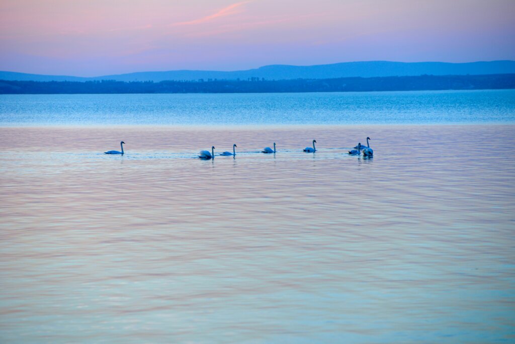 Balaton, balatonpart, vízpart, naplemente